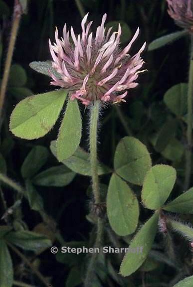 trifolium hirtum 2 graphic